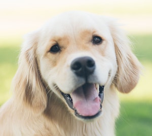 smiling dog image