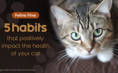 Feline Fine – 5 habits that positively impact the health of your cat