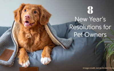 8 New Year’s Resolutions for Pet Owners