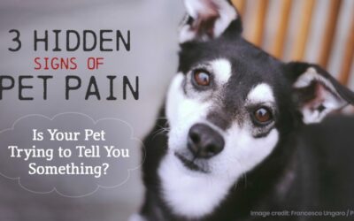 3 Hidden Signs of Pet Pain – Is Your Pet Trying to Tell You Something?