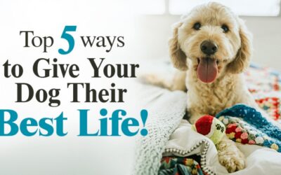 Top 5 Ways to Give Your Dog Their Best Life! (*HINT: Pay Special Attention to #5!)