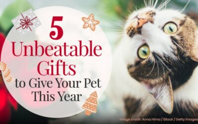 5 Unbeatable Gifts to Give Your Pet This Year