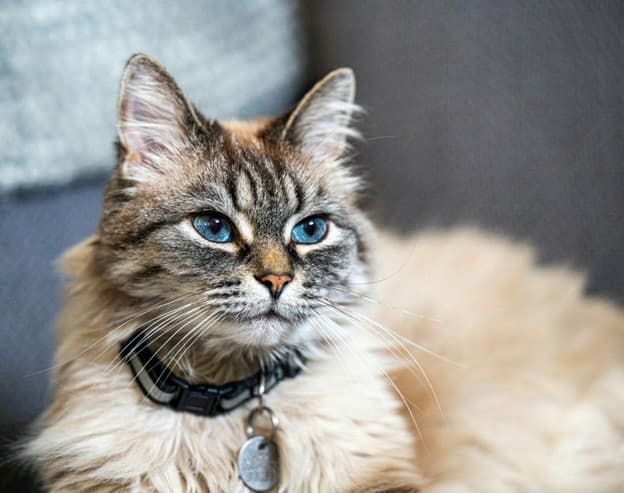 A blue-eyed cat sitting comfortably on a couch, looking curiously at the viewer.