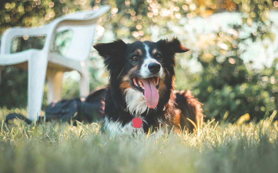 A black and white dog with its tongue out lies on green grass near a white plastic chair, with sunlight and greenery in the background