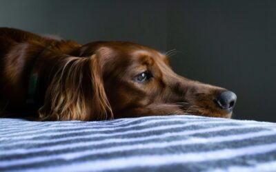 Back-to-School Blues: Helping Pets Adjust to Schedule Changes
