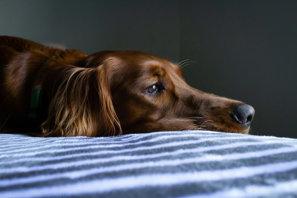 Back-to-School Blues: Helping Pets Adjust to Schedule Changes